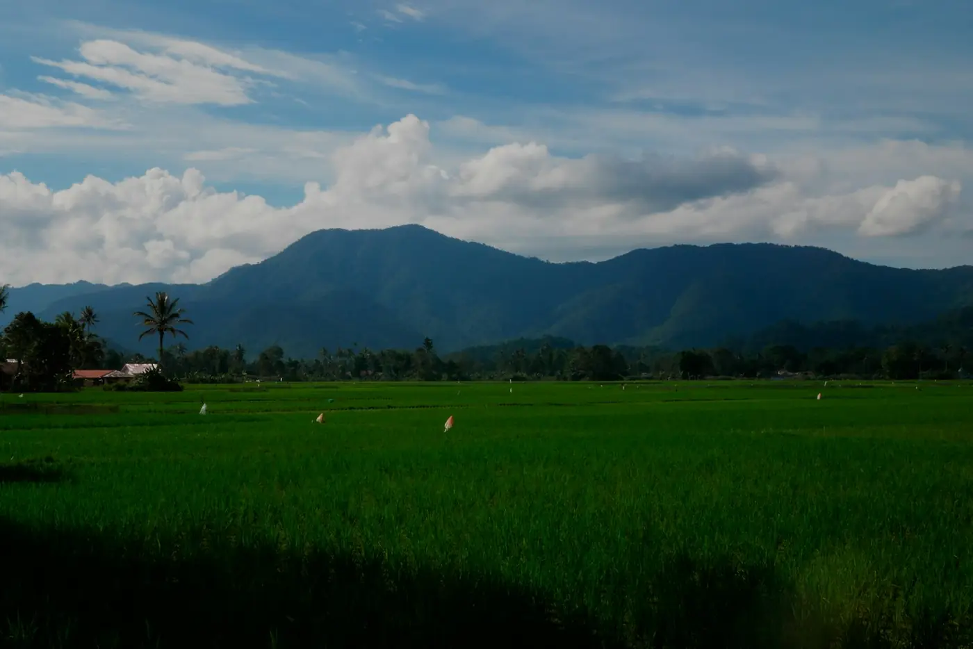 Hamparan sawah hijau dengan pegunungan di latar belakang