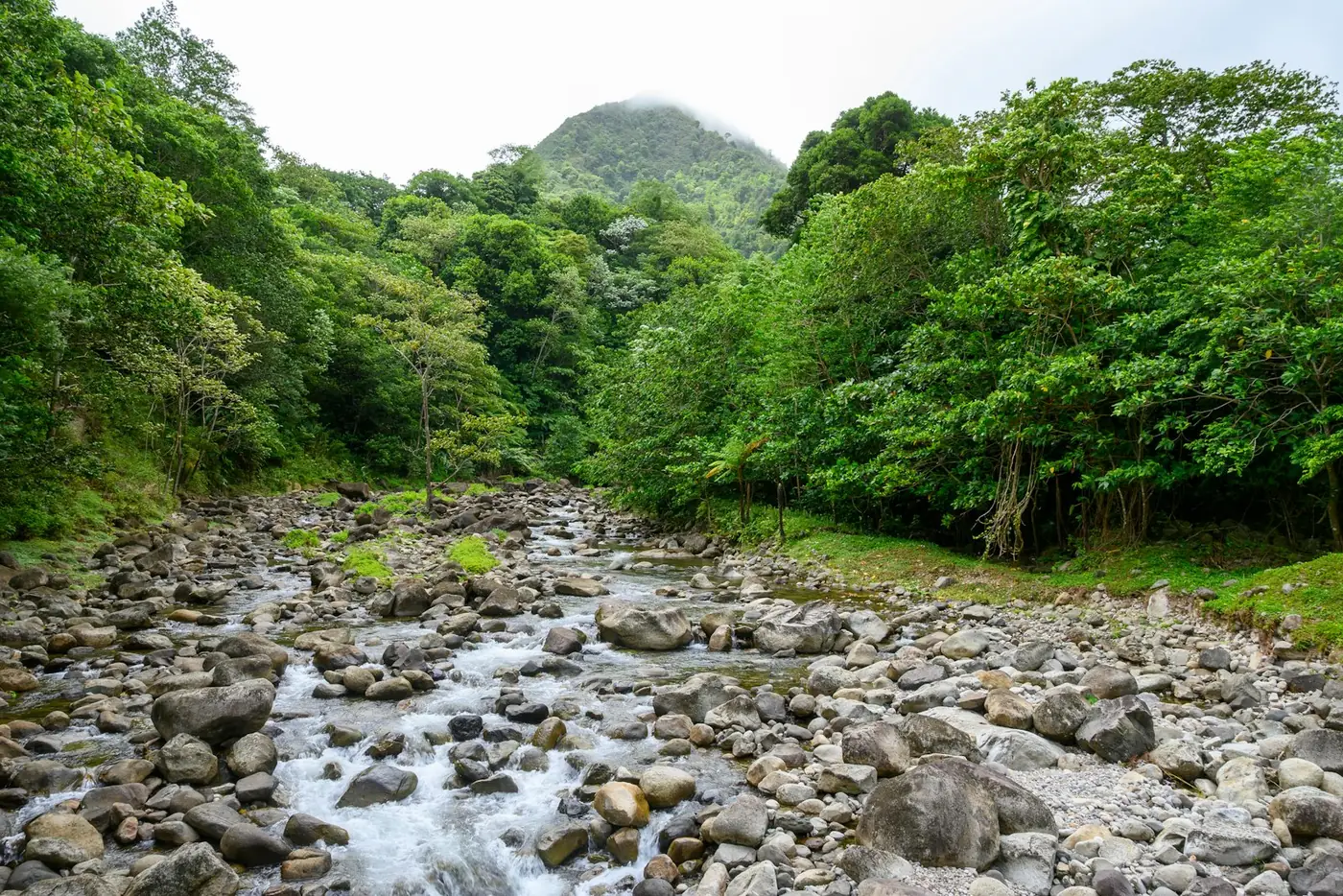 Sungai berbatu mengalir di antara hutan hijau dengan gunung di kejauhan